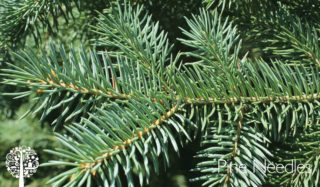 The branch of a coniferous tree with pine leaves.