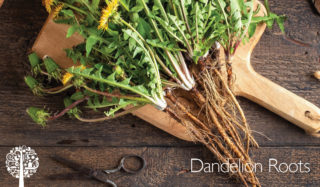 A pair of scissors sit on a wooden counter by a bunch of dandelion roots, collected after foraging.