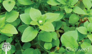 A collection of green chickweed leaves.