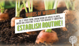 establish a routine in your garden