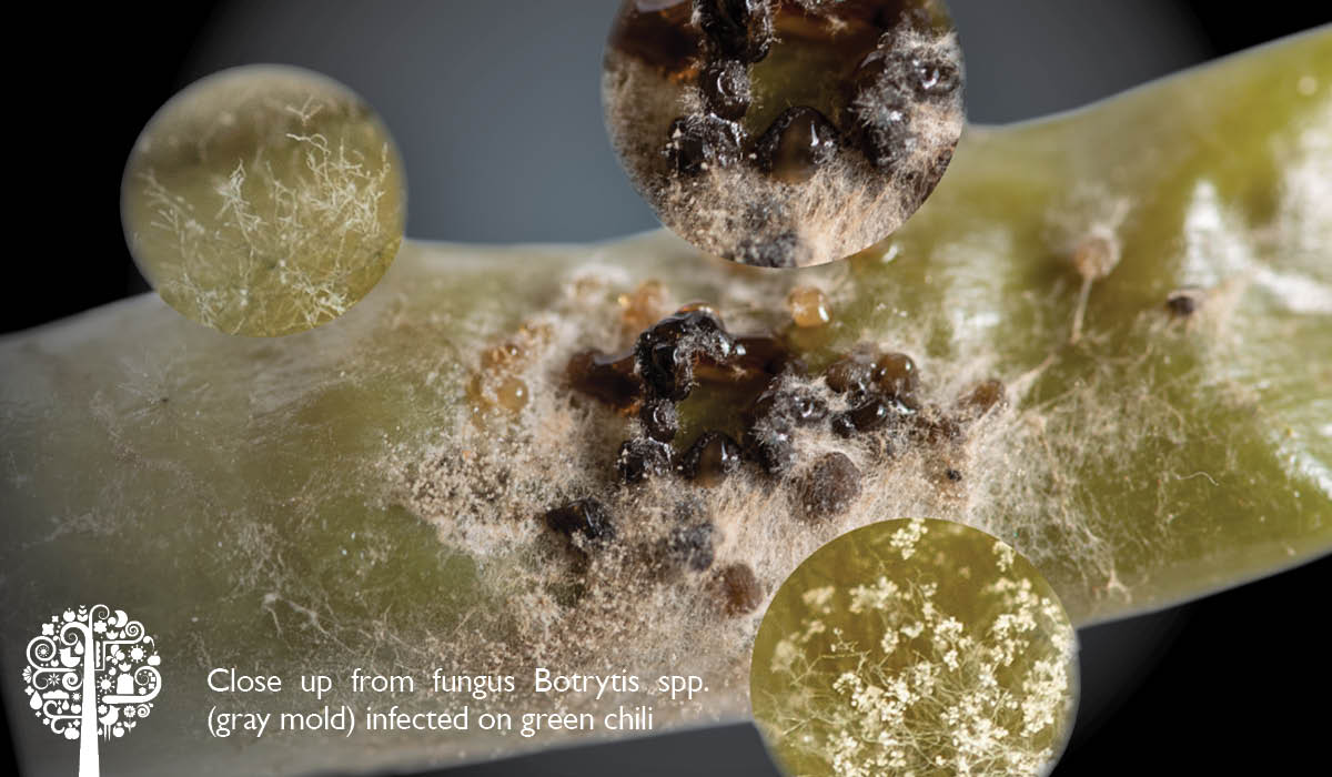 close up of fungus botrytis spp