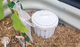 Insitu mini compost bin in raised bed