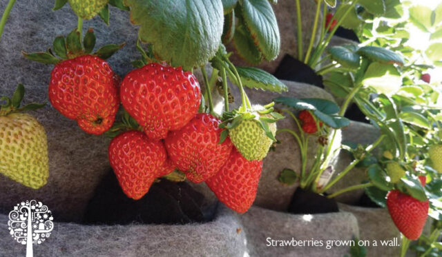 strawberries growing on a wall