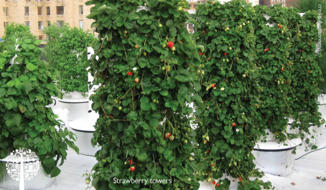 strawberry tower