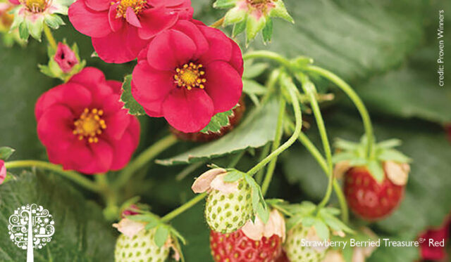 growing Strawberry Berried Treasure®' Red in a container