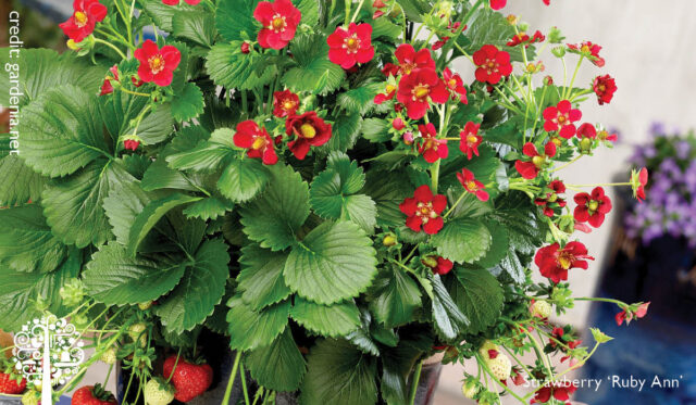 growing Strawberry' Ruby Ann in a container
