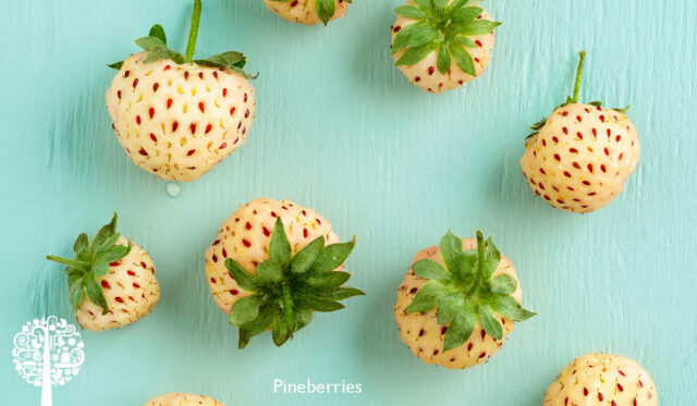 growing Pineberries in a container