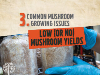 low (or no) mushroom yields