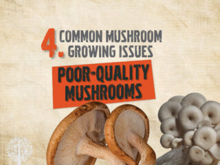 poor-quality mushrooms