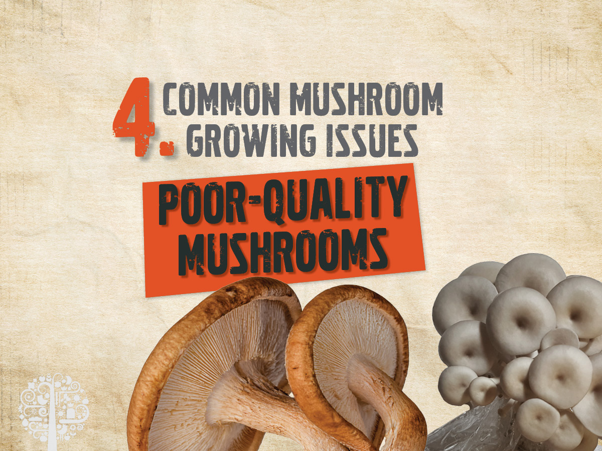 he 5 Most Common Mushroom-Growing Problems | GCM