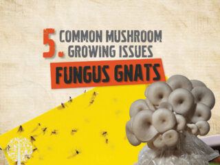 Fungus Gnats