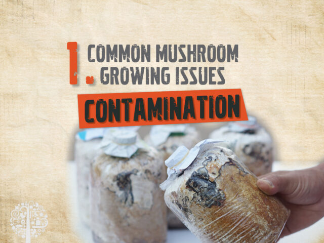 he 5 Most Common Mushroom-Growing Problems | GCM