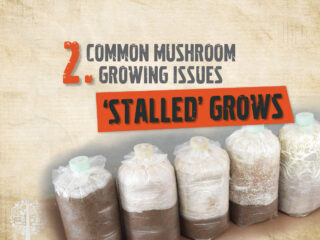 Slow Colonization or 'Stalled' Grows