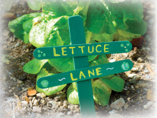 Lettuce Lane. 2026 Growing Season.