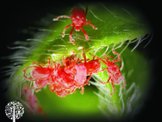 Spider mite close up. 