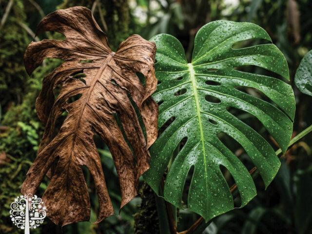 How to know if you need to boost houseplant humidity