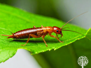 Bugs in the garden.