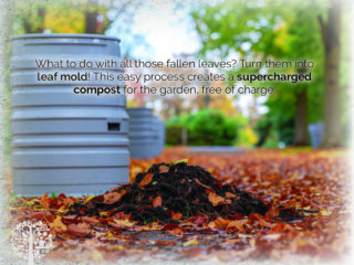 How to compost leaves into leaf mold for the garden. 