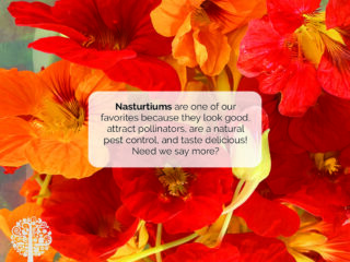 Nasturtiums in the edimental garden. 