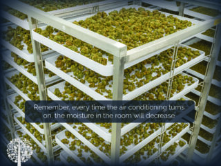 Humidity control to dry cannabis. 