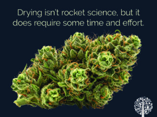 Dry cannabis like the pros. 