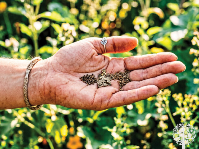 How Seed Saving Cultivates Eco-Optimism