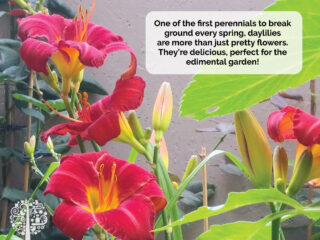 Daylilies are more than just pretty flowers. They are great for the edimental garden. 