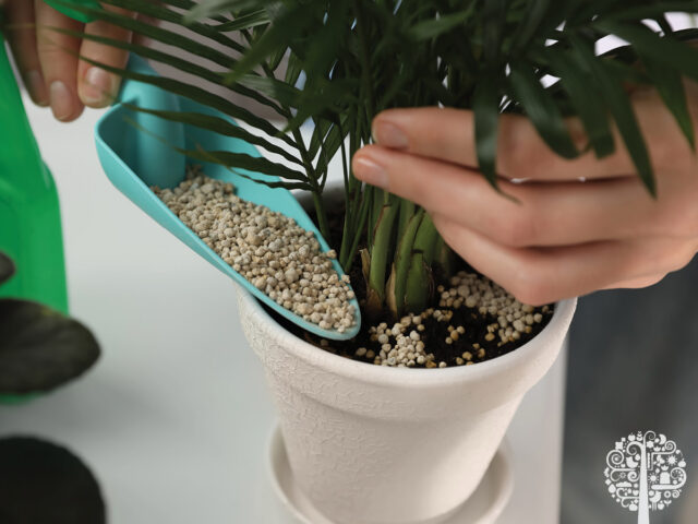 Fertilizing Houseplants