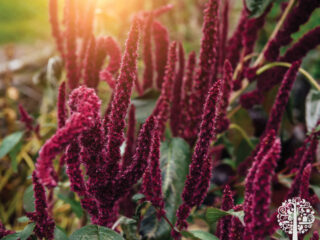 Amaranth