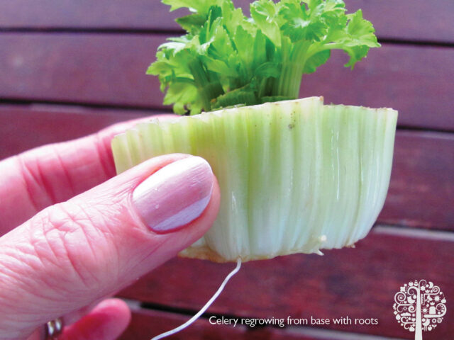 Harvesting celery