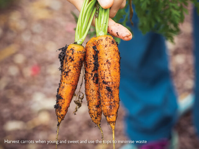Harvesting carrots