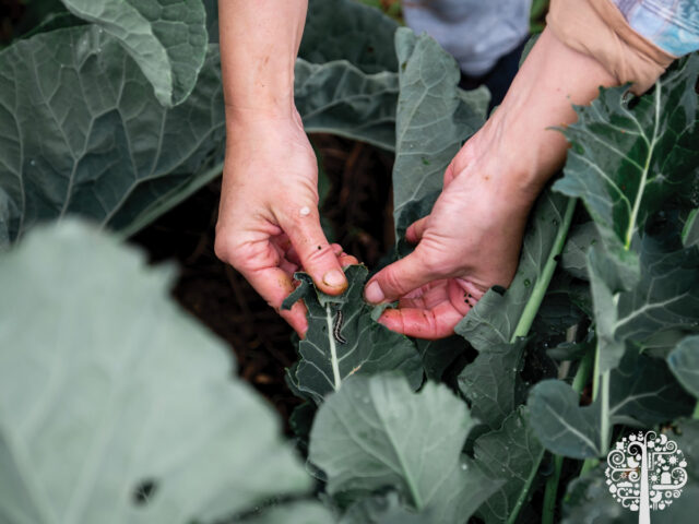 building IPM strategies