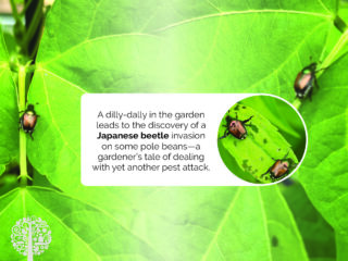 How to control the Japanese beetle.