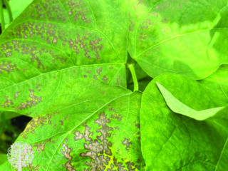Japanese Beetle – What to look for. 