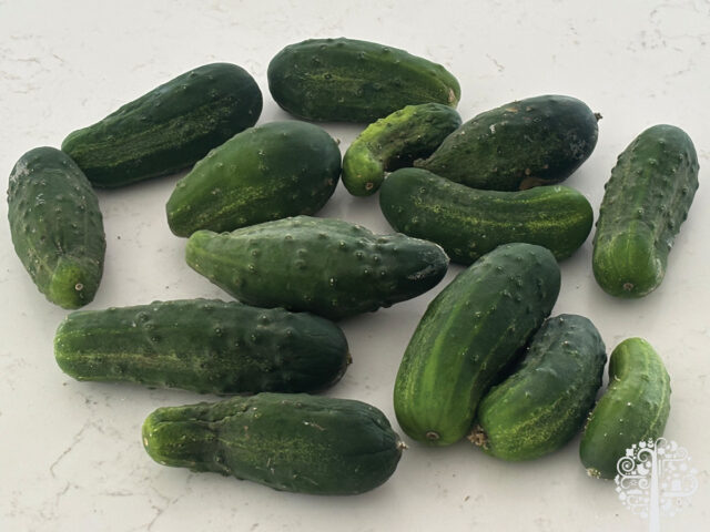 perfect cucumbers for pickling