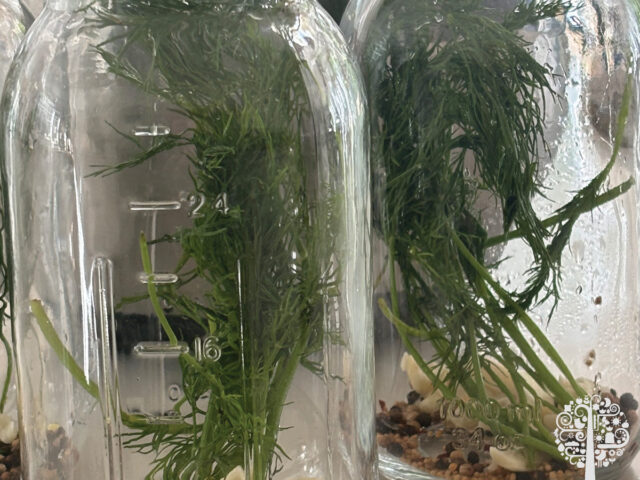 ​Preparing the Aromatics for pickles