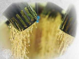 liquid organic fertilizer