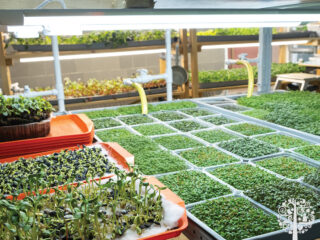 Microgreens: The Easiest Way to Start Growing Your Own Food