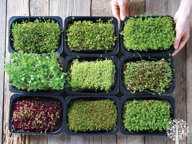 growing microgreens at home