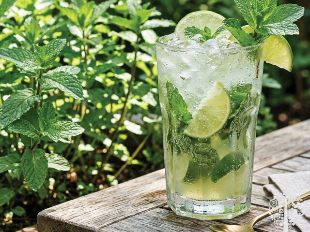 mint in a mocktail