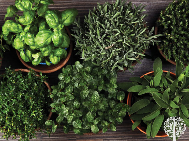 using fresh herbs in a mocktail