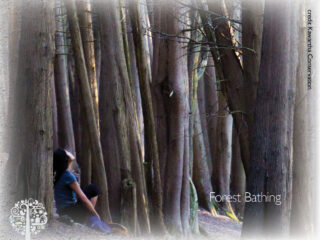Forest Bathing
