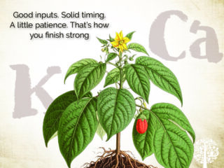 Finish strong by considering nitrogen in living soil. 