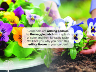 Add pansies to veggie patch for color and for snacking.
