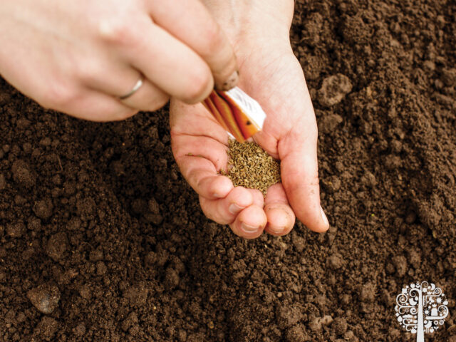 planting carrots outdoors