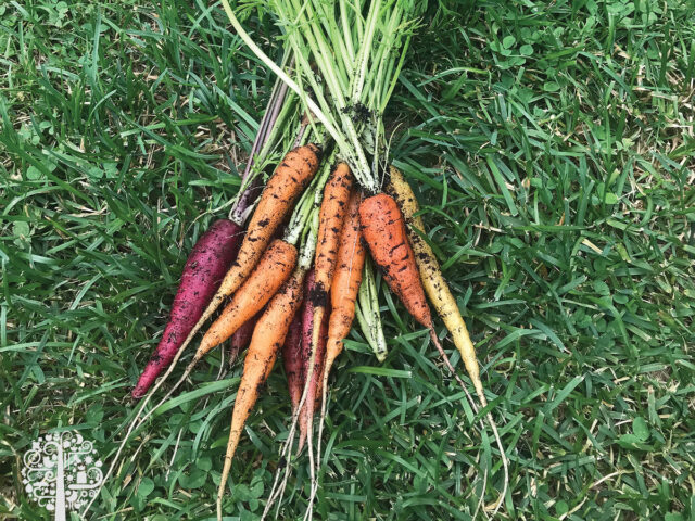 growing carrots