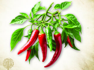 The guide to preserving chilies. 