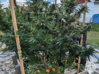 Genevieve Newton, home grower.