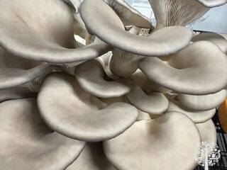 blue oyster mushrooms
