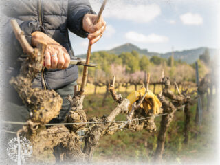 pruning grape vines